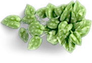 leaf-icon.png